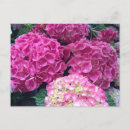 Search for hydrangea flowers postcards Photography