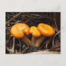 Search for triplet postcards Nature