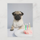 Search for pug dog birthday cards Treat