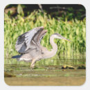 Search for great blue heron stickers Waterfowl