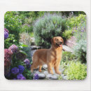 Search for golden retriever mousepads Retrievers
