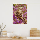 Search for thrushes posters Bird