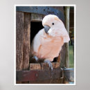 Search for cockatoo posters Pink