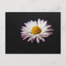 Search for bellis postcards Flower