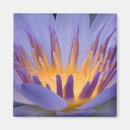 Search for single flower magnets Photograph