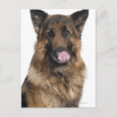 Search for german camera Dogs