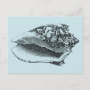 Search for shell decoration postcards Coastal