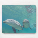 Search for bottlenose dolphin electronics Wildlife
