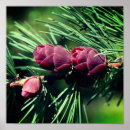 Search for evergreen art Pine cone