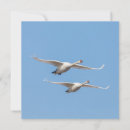 Search for flying photo cards Birds