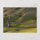 Search for rapa nui postcards Latin