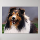 Search for sheltie posters Shetland sheepdog
