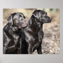 Search for black lab retriever dog posters Animals
