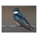 Search for tree swallow posters Blue