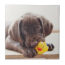 Search for labrador puppy tiles Animal