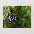 Search for white butterfly postcards Flowers