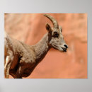 Search for bighorn posters Animals