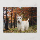Search for wheaten terrier postcards Animals
