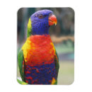 Search for lorikeet magnets Nature