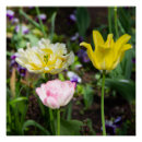 Search for yellow tulip posters Nature