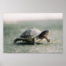 Search for turtle kids posters Cute