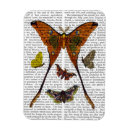 Search for moth magnets Steampunk