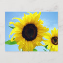 Search for fall season postcards Sunflower
