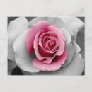 Search for pink petals postcards Floral