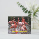 Search for birds of america postcards Florida