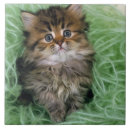 Search for kitten tiles Kitty