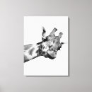 Search for black and white giraffe posters Photography