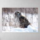 Search for harrier posters Nature