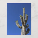 Search for saguaro cactus postcards Cacti
