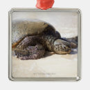 Search for wild one christmas tree decorations Animals in the wild