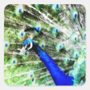 Search for blue peafowl stickers Peacock