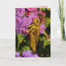 Search for grasshopper birthday cards Nature
