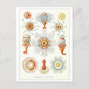 Search for invertebrates postcards Ocean