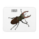 Search for beetles magnets Insect