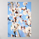 Search for apricot posters Nature