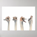 Search for ostrich posters Bird