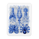 Search for squid magnets Octopus