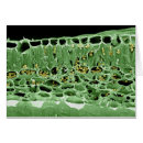 Search for micrography postcards Leaves