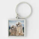 Search for owl pictures key rings Wildlife