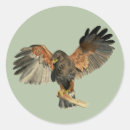 Search for raptor bird stickers Raptors