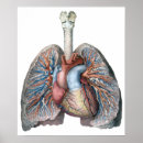 Search for organe anatomie posters Medical