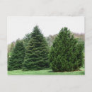 Search for evergreens postcards Pine