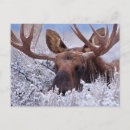 Search for moose postcards Grand teton