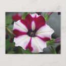 Search for stripped postcards Floral