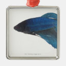 Search for betta fish christmas tree decorations Blue