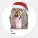 Search for afghans Dogs